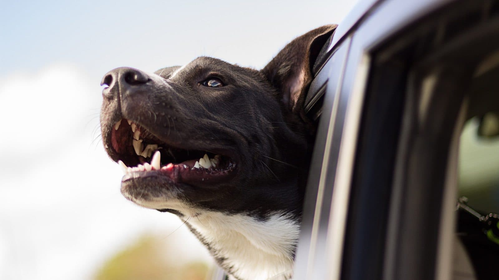 Getting pet hair out of your car — dog riding in a car Happy black-and-white dog with its head out of a car window on a sunny day